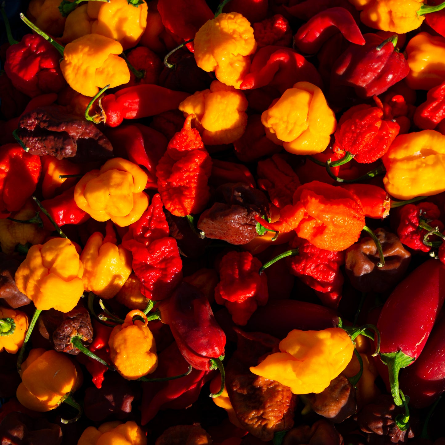 MIXED BOX OF FRESH CHILLIES